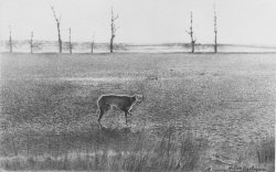 6 galgo en el paisaje